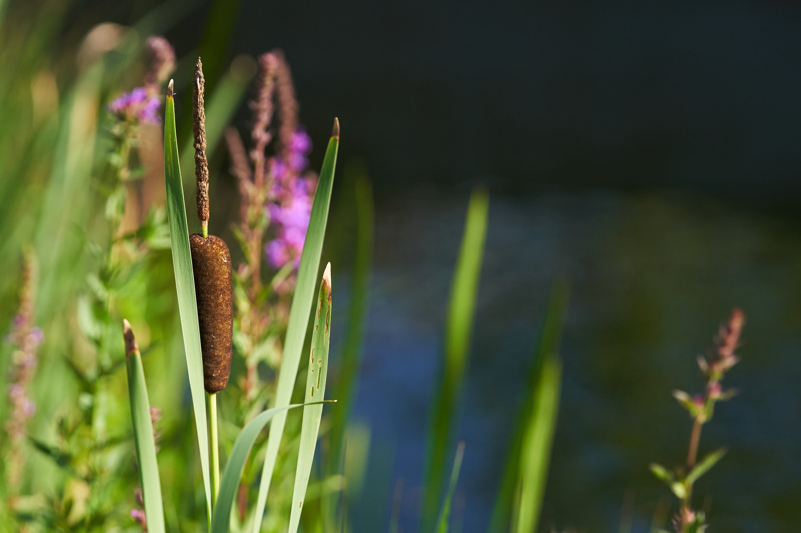 Landschaftspark Nord 0409